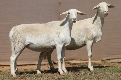 2X MEATMASTER EWE PILANSBERG MEATMASTERS (Pay per piece to take the lot)