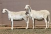 2X MEATMASTER EWE PILANSBERG MEATMASTERS (Pay per piece to take the lot) - 2