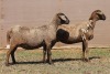 2X MEATMASTER EWE PILANSBERG MEATMASTERS (Pay per piece to take the lot) - 2