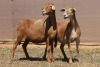 2X MEATMASTER EWE PILANSBERG MEATMASTERS (Pay per piece to take the lot) - 2