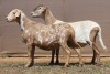 2X MEATMASTER EWE PILANSBERG MEATMASTERS (Pay per piece to take the lot) - 2