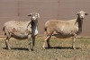 2X MEATMASTER EWE PILANSBERG MEATMASTERS (Pay per piece to take the lot)