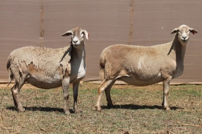 2X MEATMASTER EWE PILANSBERG MEATMASTERS (Pay per piece to take the lot)