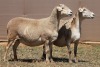 2X MEATMASTER EWE PILANSBERG MEATMASTERS (Pay per piece to take the lot) - 2