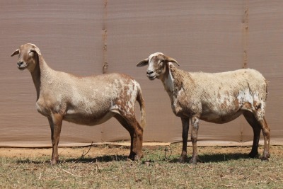 2X MEATMASTER EWE PILANSBERG MEATMASTERS (Pay per piece to take the lot)