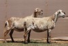 2X MEATMASTER EWE PILANSBERG MEATMASTERS (Pay per piece to take the lot) - 2