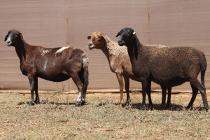 3X MEATMASTER EWE PILANSBERG MEATMASTERS (Pay per piece to take the lot)