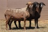 3X MEATMASTER EWE PILANSBERG MEATMASTERS (Pay per piece to take the lot) - 2