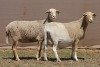 2X MEATMASTER EWE PILANSBERG MEATMASTERS (Pay per piece to take the lot)