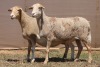 2X MEATMASTER EWE PILANSBERG MEATMASTERS (Pay per piece to take the lot) - 2