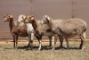 4X MEATMASTER EWE PILANSBERG MEATMASTERS (Pay per piece to take the lot)