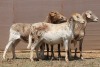 4X MEATMASTER EWE PILANSBERG MEATMASTERS (Pay per piece to take the lot) - 2