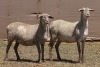 2X MEATMASTER EWE PILANSBERG MEATMASTERS (Pay per piece to take the lot)