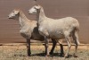 2X MEATMASTER EWE PILANSBERG MEATMASTERS (Pay per piece to take the lot) - 2