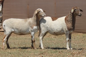 2X MEATMASTER EWE PILANSBERG MEATMASTERS (Pay per piece to take the lot)