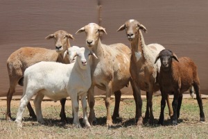 3+3X MEATMASTER EWE PILANSBERG MEATMASTERS (Pay per piece to take the lot)