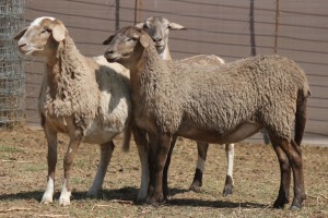 3X MEATMASTER EWE PILANSBERG MEATMASTERS (Pay per piece to take the lot)