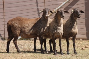 3X MEATMASTER EWE PILANSBERG MEATMASTERS (Pay per piece to take the lot)