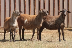 3X MEATMASTER EWE PILANSBERG MEATMASTERS (Pay per piece to take the lot)