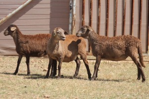 3X MEATMASTER EWE PILANSBERG MEATMASTERS (Pay per piece to take the lot)