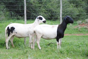 LOT 136 2X MEATMASTER OOIE/EWE VOORWAARTS BOERDERY(PER STUK OM LOT TE NEEM/PER PIECE TO TAKE THE LOT)