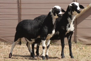 2X MEATMASTER EWE PILANSBERG MEATMASTERS (Pay per piece to take the lot)