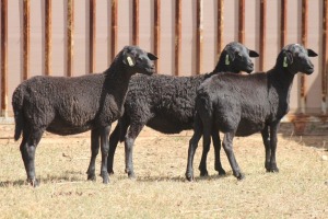 3X MEATMASTER EWE PILANSBERG MEATMASTERS (Pay per piece to take the lot)