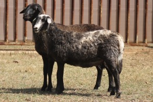 2X MEATMASTER EWE PILANSBERG MEATMASTERS (Pay per piece to take the lot)