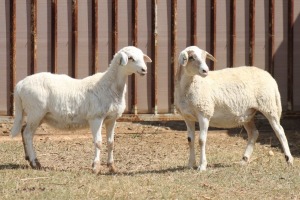 2X MEATMASTER EWE PILANSBERG MEATMASTERS (Pay per piece to take the lot)