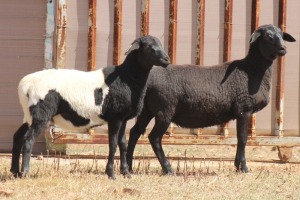 2X MEATMASTER EWE PILANSBERG MEATMASTERS (Pay per piece to take the lot)