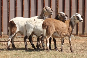 3X MEATMASTER EWE PILANSBERG MEATMASTERS (Pay per piece to take the lot)