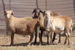 3X MEATMASTER RAM PILANSBERG MEATMASTERS (Pay per piece to take the lot)