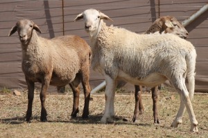 3X MEATMASTER RAM PILANSBERG MEATMASTERS (Pay per piece to take the lot)