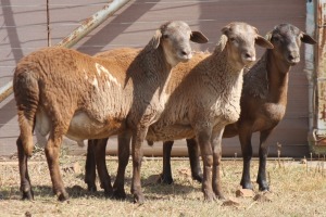 3X MEATMASTER RAM PILANSBERG MEATMASTERS (Pay per piece to take the lot)