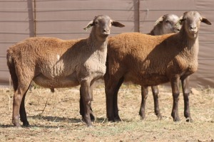 3X MEATMASTER RAM PILANSBERG MEATMASTERS (Pay per piece to take the lot)