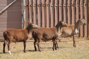 3X MEATMASTER RAM PILANSBERG MEATMASTERS (Pay per piece to take the lot)