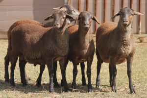 4X MEATMASTER RAM PILANSBERG MEATMASTERS (Pay per piece to take the lot)