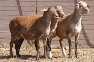 3X MEATMASTER RAM PILANSBERG MEATMASTERS (Pay per piece to take the lot)