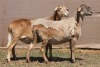 2X MEATMASTER EWE PILANSBERG MEATMASTERS (Pay per piece to take the lot) - 2