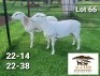 2X MEATMASTERCOMMERCIAL EWE AUCAMP MEATMASTERS (Pay per piece to take the lot)