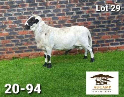 1X MEATMASTER RAM AUCAMP MEATMASTERS