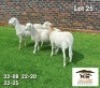 2X MEATMASTER EWE AUCAMP MEATMASTERS (Pay per piece to take the lot)
