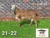 1X MEATMASTER RAM AUCAMP MEATMASTERS