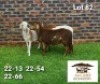 3X MEATMASTER (1) COMMERCIAL EWE AUCAMP MEATMASTERS (Pay per piece to take the lot)