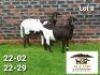 2X MEATMASTER EWE AUCAMP MEATMASTERS (Pay per piece to take the lot)