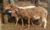 1X MEATMASTER COMMERCIAL EWE BEZ'T MEATMASTERS