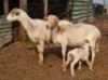 WITHDRAW - 2+1X MEATMASTER EWE BEZ'T MEATMASTERS (Pay per piece to take the lot)