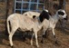 2X MEATMASTER (1) COMMERCIAL EWE BEZ'T MEATMASTERS (Pay per piece to take the lot)