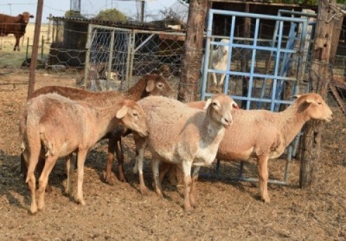 3X MEATMASTER COMMERCIAL EWE BEZ'T MEATMASTERS (Pay per piece to take the lot)