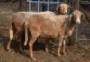 1X MEATMASTER COMMERCIAL EWE BEZ'T MEATMASTERS